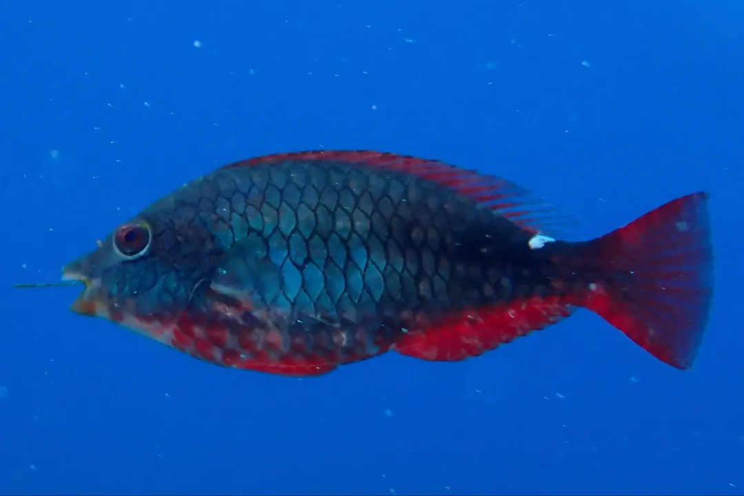 Redband Parrotfish (Initial phase)