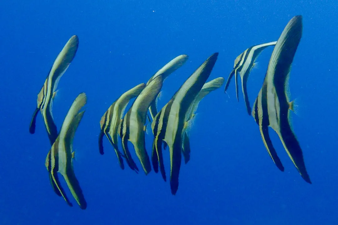 Teira Batfish (juvenile) (Platax teira)