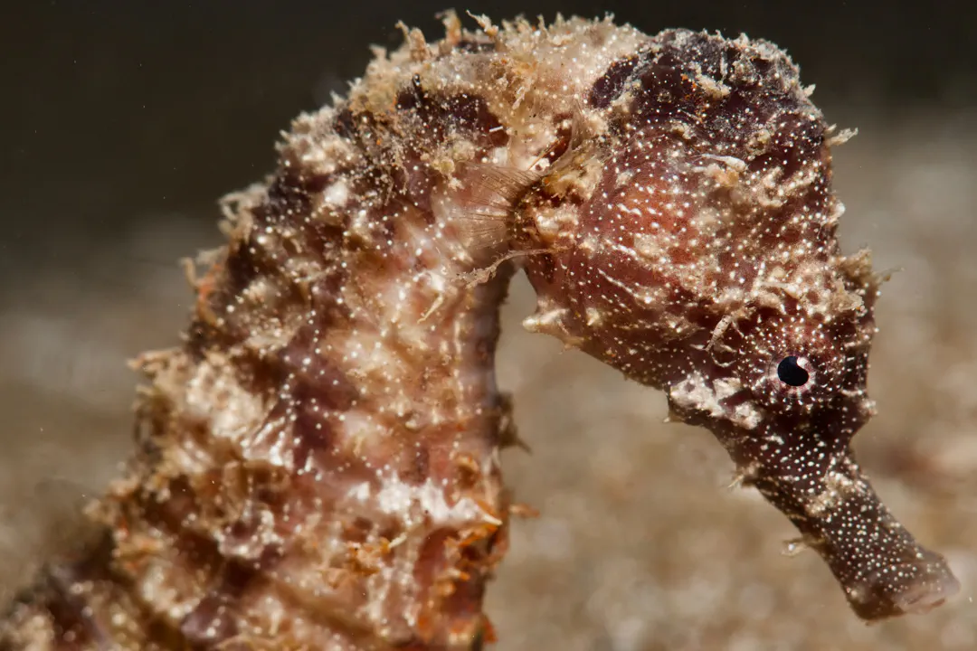 Long-Snouted Seahorse (brown)