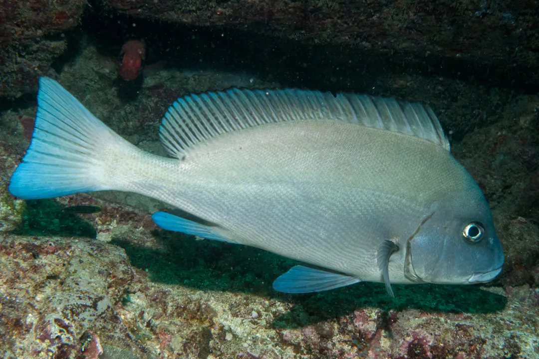 Painted Sweetlips (Diagramma pictum)
