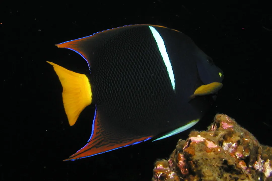 King Angelfish (Holacanthus passer)