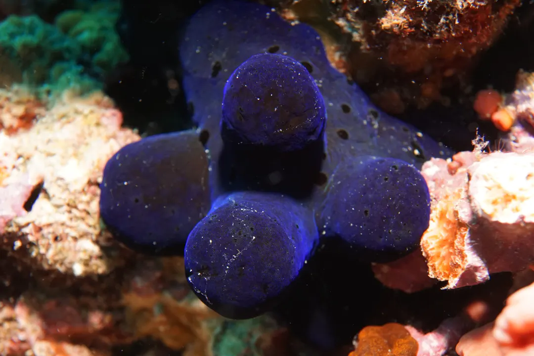 Velvet Snail
