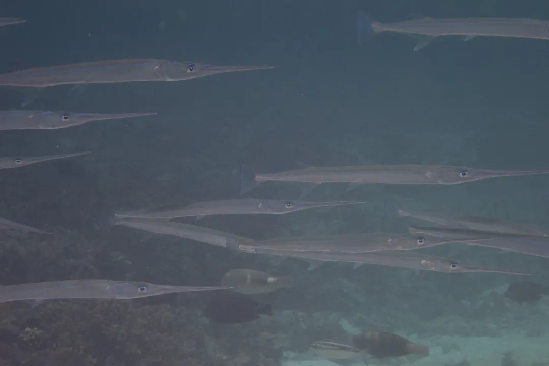 Reef Needlefish