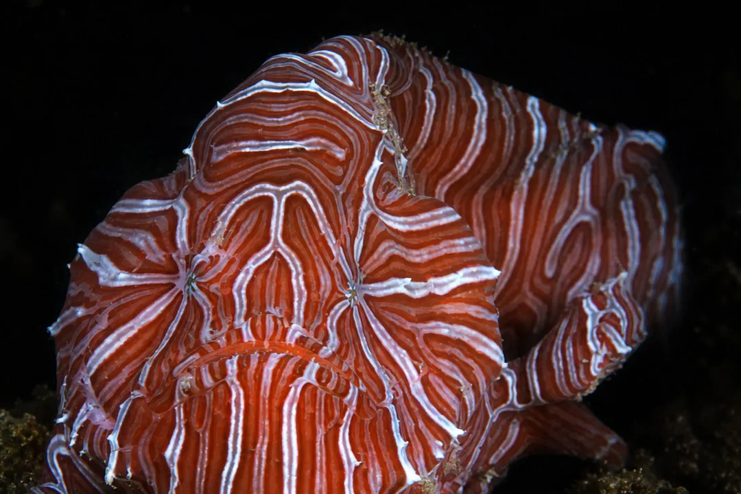 Psychedelic Frogfish (Histiophryne psychedelica)