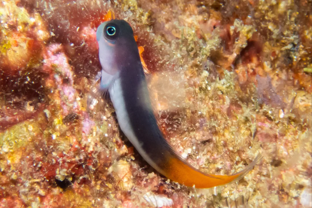 Bicolor Blenny