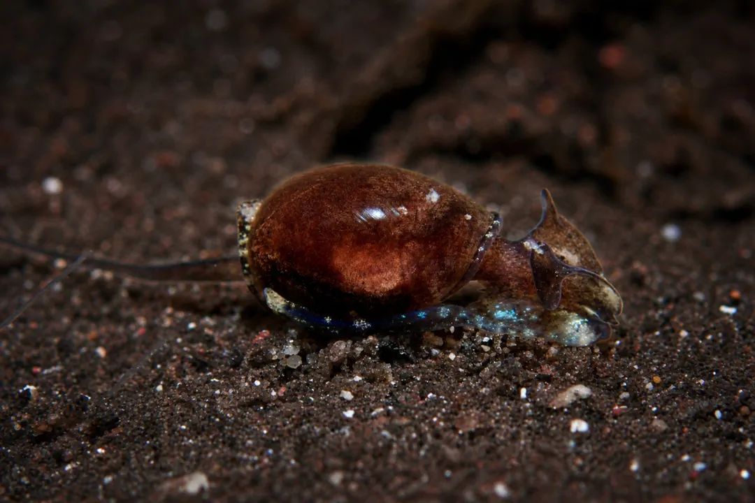 Haminoeid Bubble Snail
