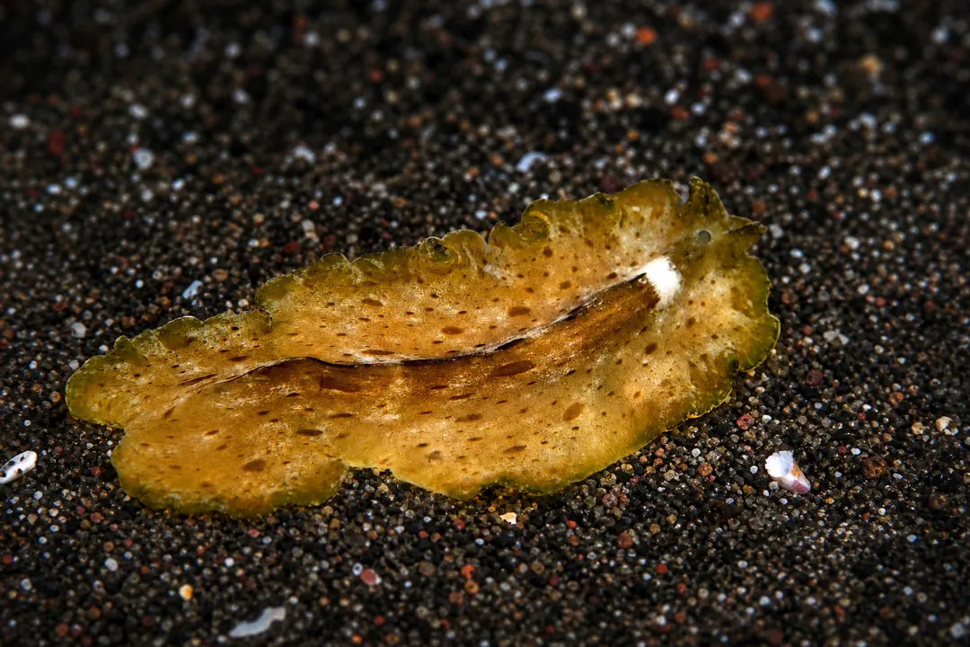 Cryptic Flatworm