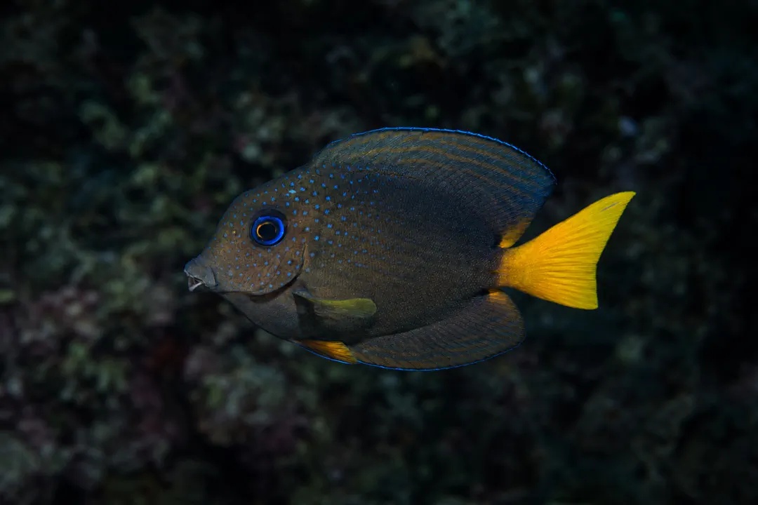 Twospot Bristletooth (juvenile) (Ctenochaetus binotatus)
