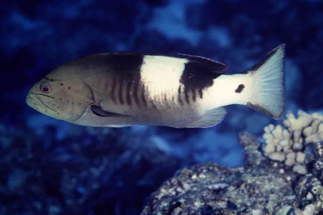 Thinspine Rock Cod (Gracila albomarginata)