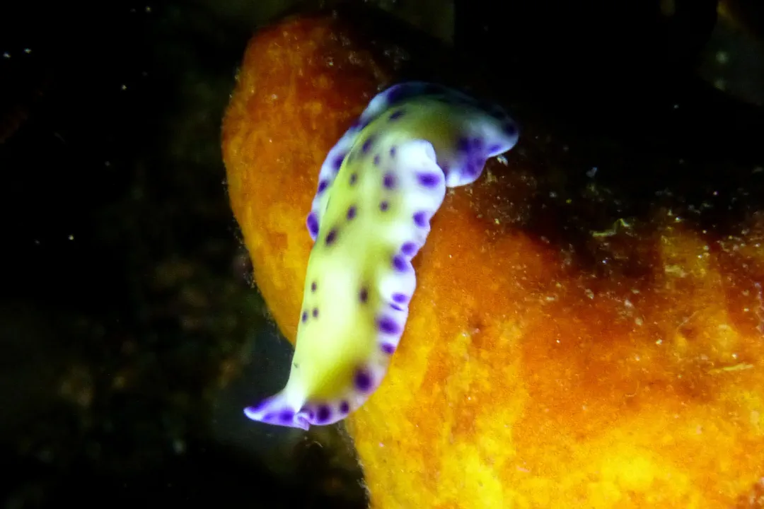 Laing Island Flatworm (Pseudoceros laingensis)