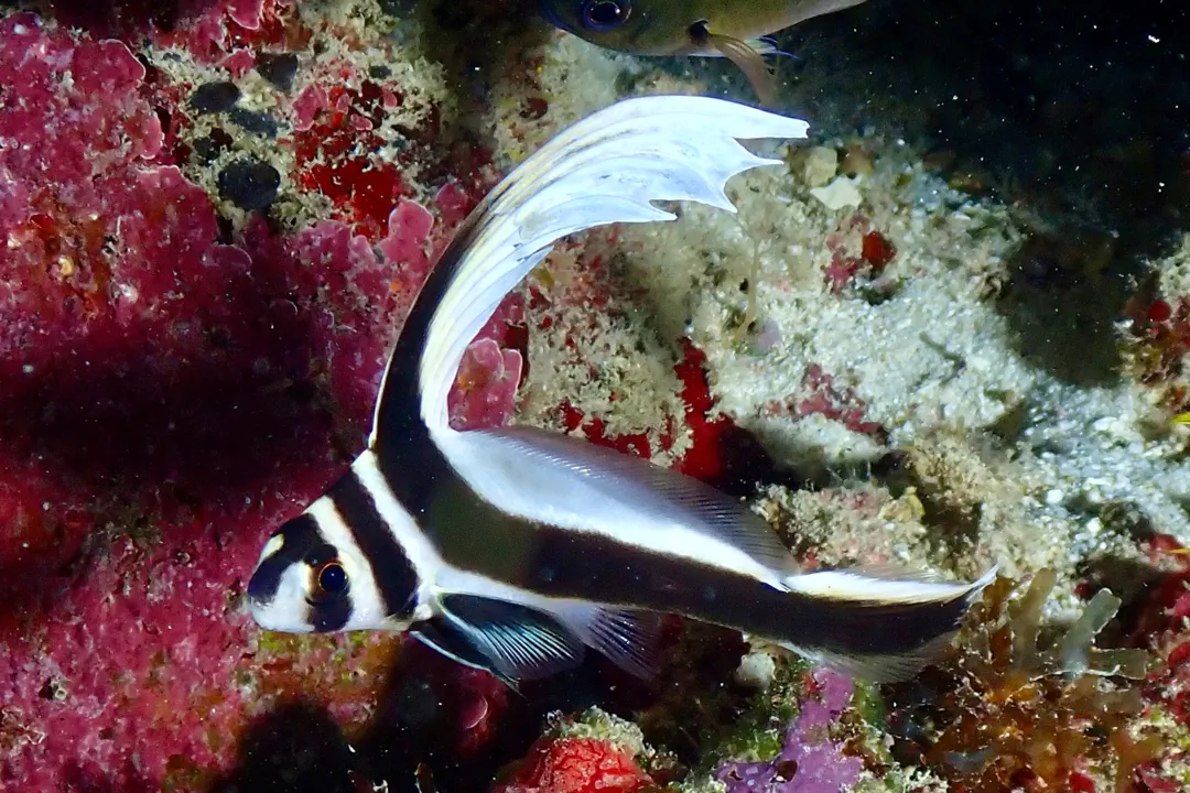 Spotted Drum (juvenile)