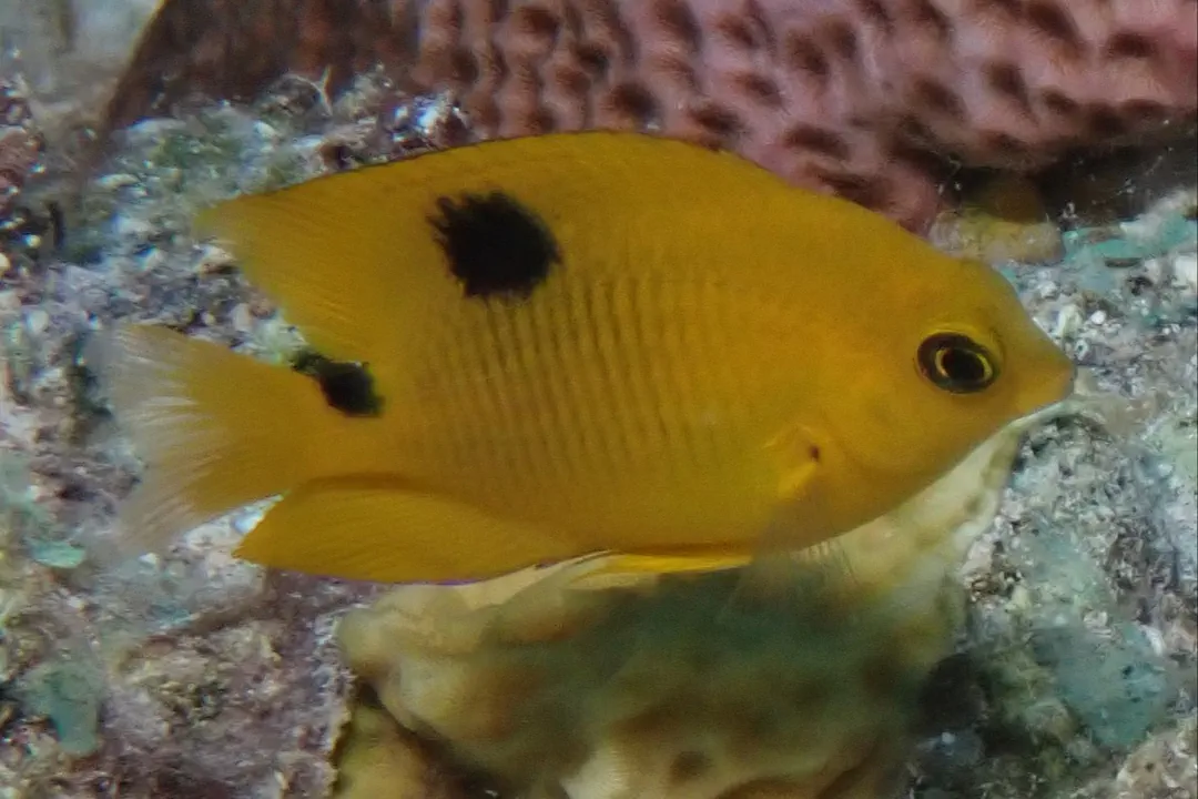 Threespot Damselfish (juvenile) (Stegastes planifrons)