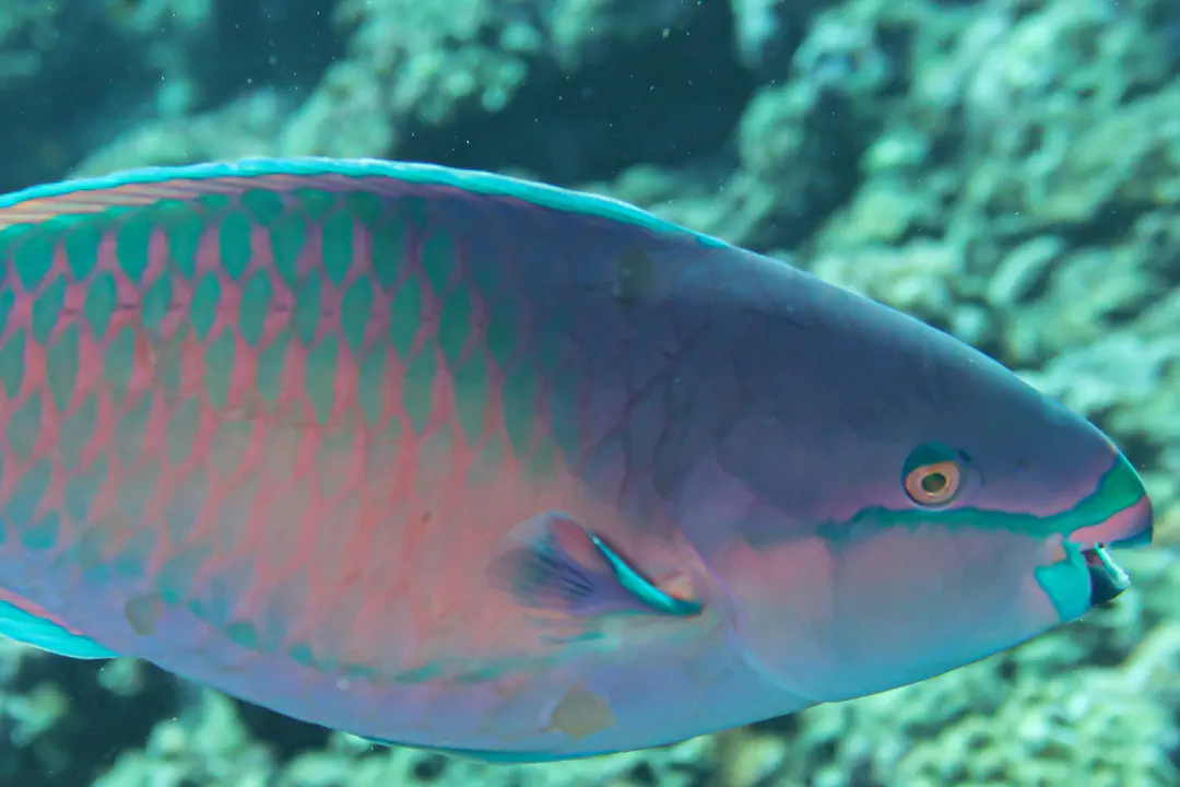 Whitespot Parrotfish (male) (Scarus forsteni)
