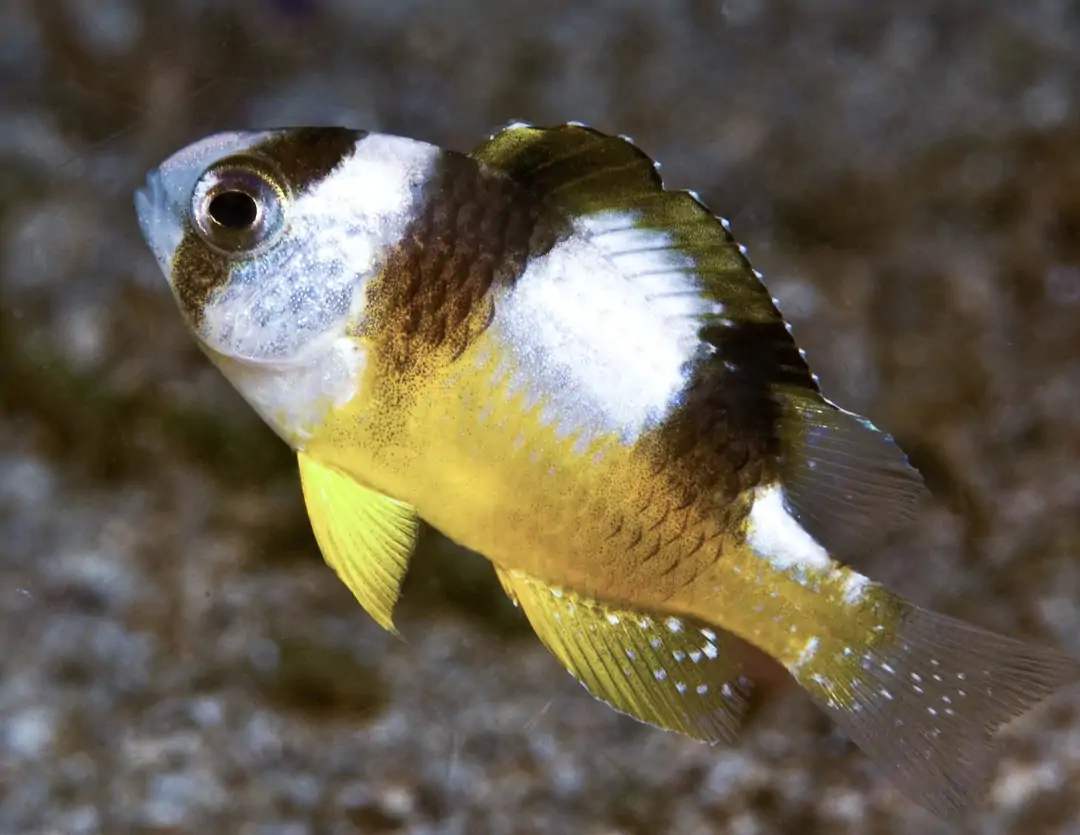 Seabook: Blackbanded Damsel