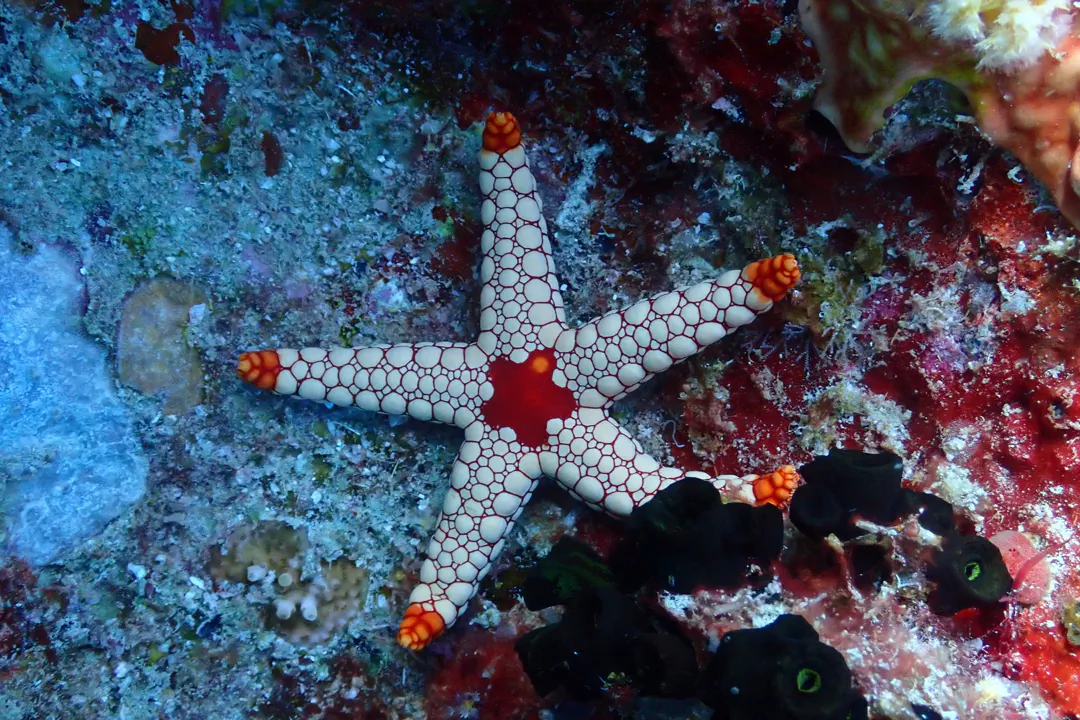 Noduled Sea Star (Fromia nodosa)