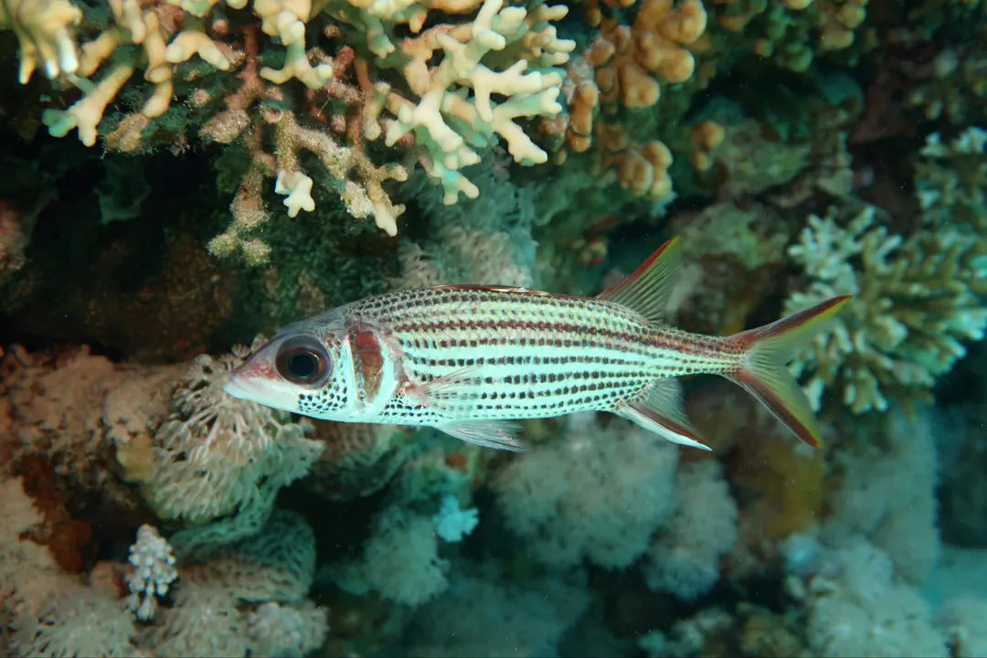 Spotfin Squirrelfish
