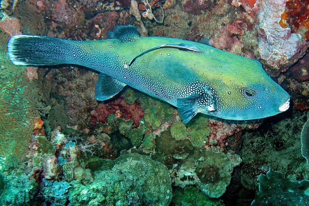 Bluespotted Puffer (green) (Arothron caeruleopunctatus)