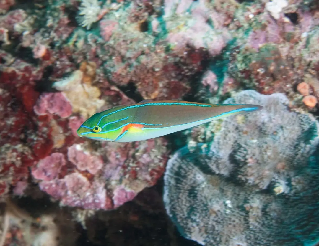 Seabook: Redshoulder Wrasse (male)