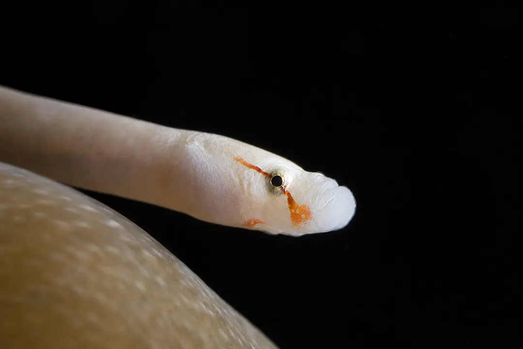Mushroom-coral Pipefish (Siokunichthys nigrolineatus)