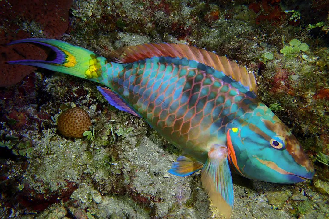 Stoplight Parrotfish (Sparisoma viride)