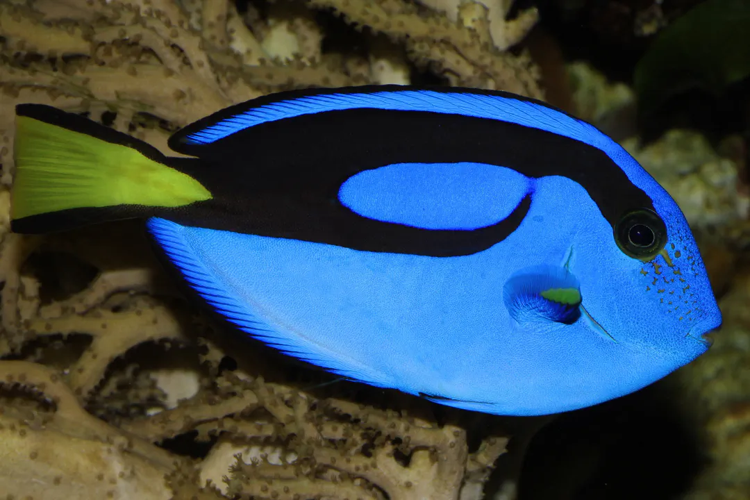 Palette Tang (Paracanthurus hepatus)