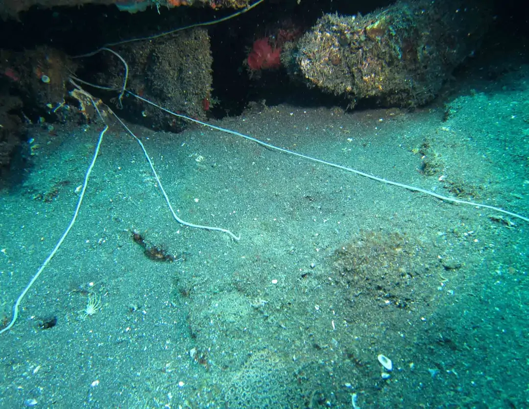 Seabook: Medusa Spaghetti Worm