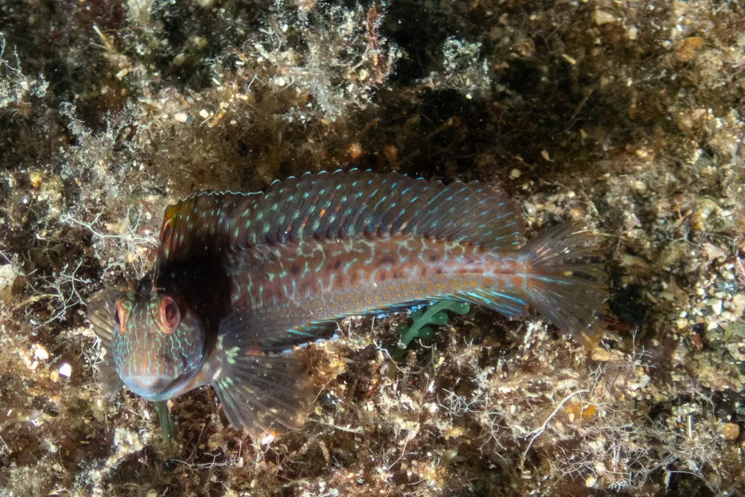 Ringneck Blenny (Parablennius pilicornis)