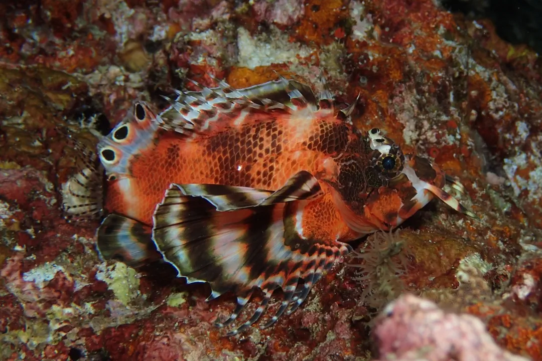 Twinspot Lionfish (Dendrochirus biocellatus)