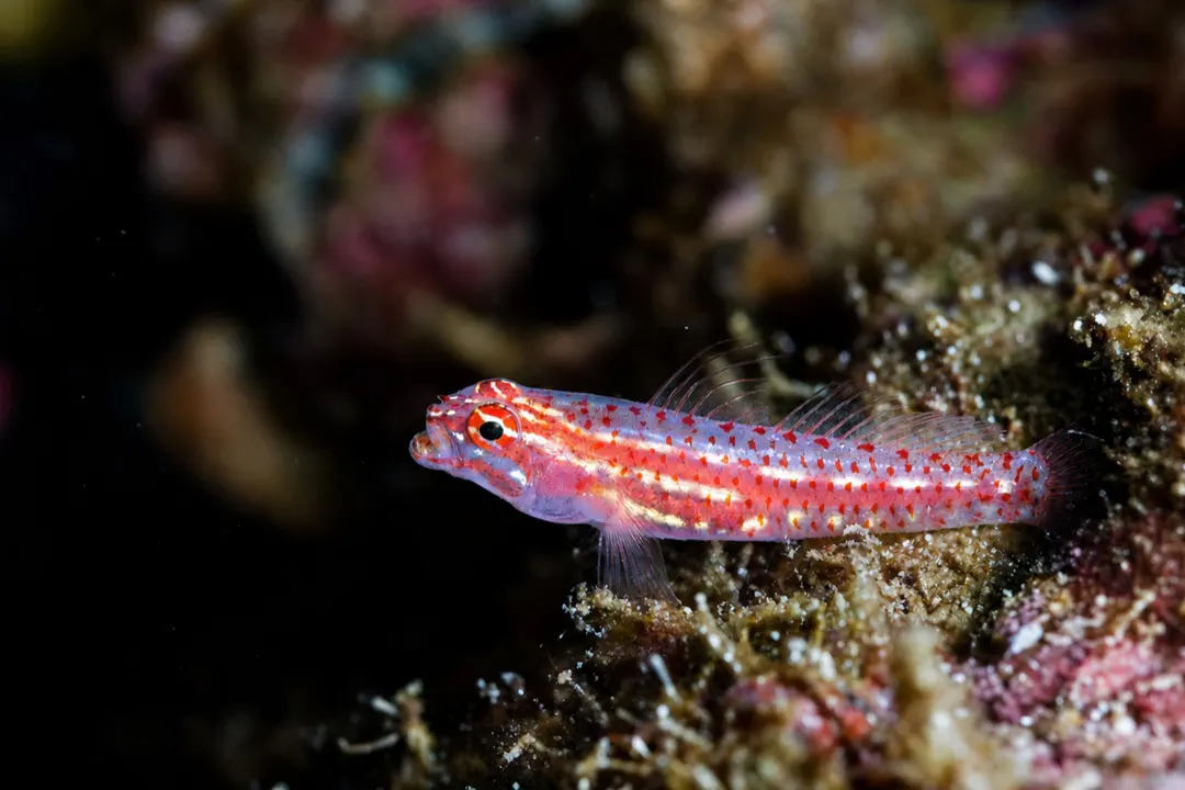 Transparent Pygmygoby (Eviota pellucida)