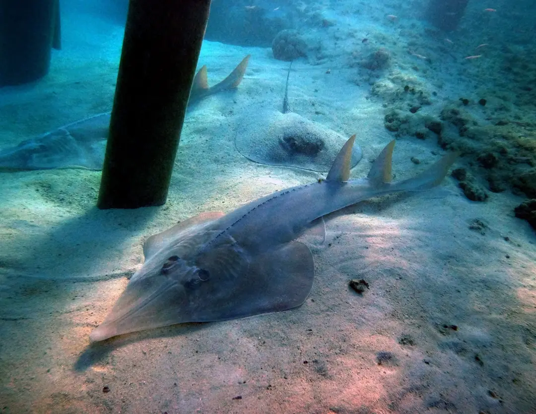 Seabook: Giant Guitarfish