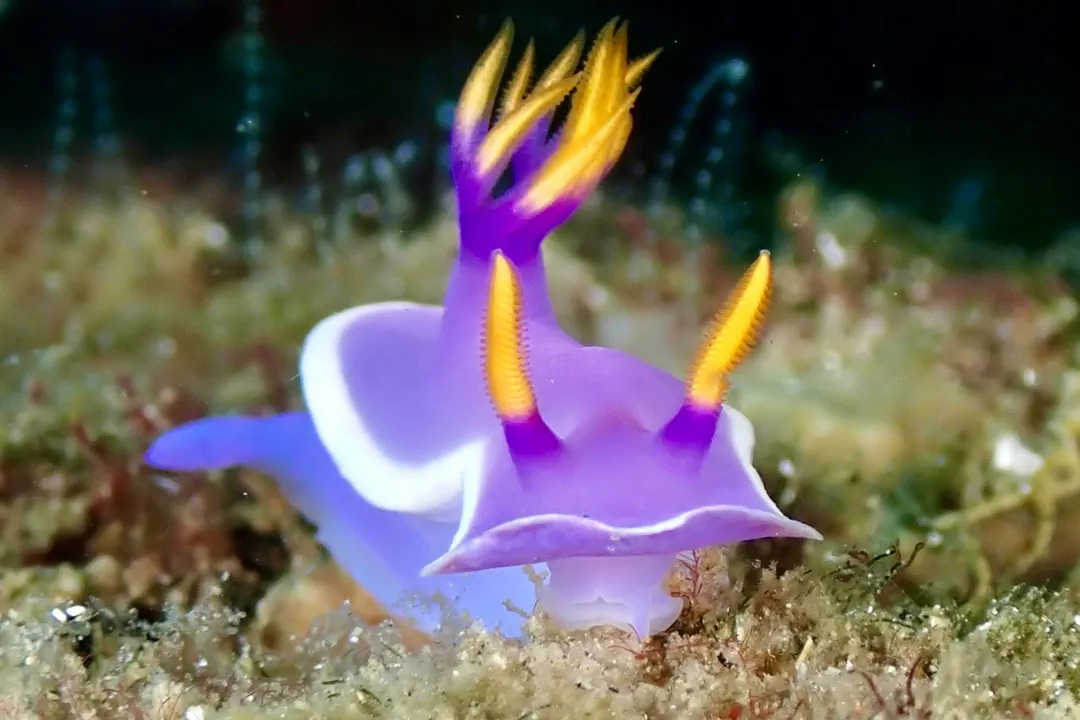 Hypselodoris variobranchia (Hypselodoris variobranchia)