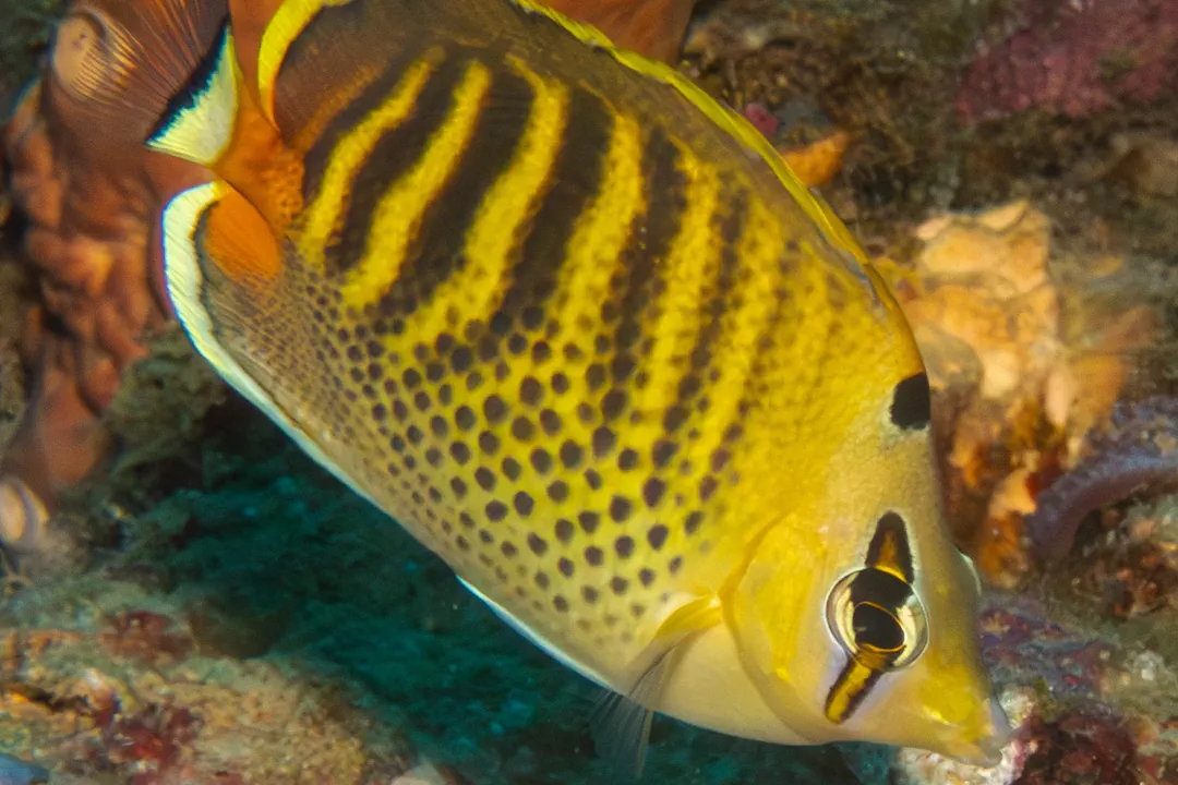 Spotbanded Butterflyfish (Chaetodon punctatofasciatus)