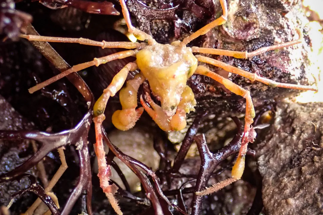 Leach's Spider Crab