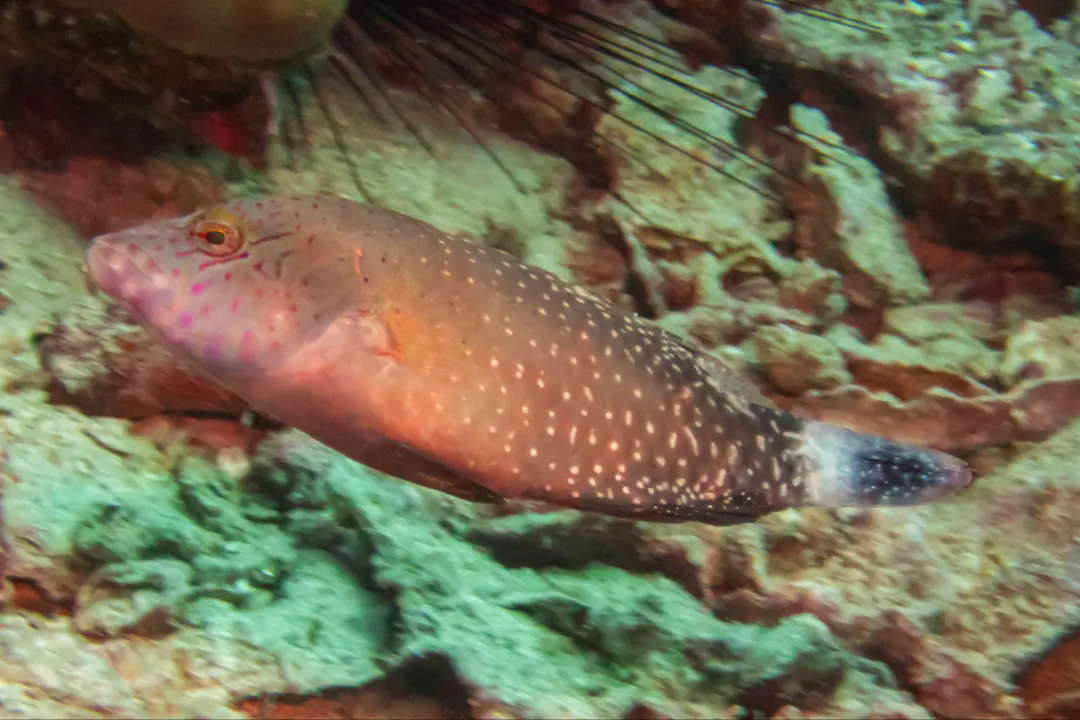 Floral Maori Wrasse (juvenile) (Cheilinus chlorourus)