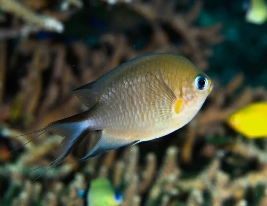 Seabook: Ambon Chromis