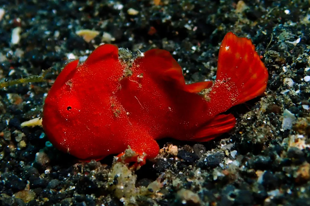 Painted Frogfish (red) (Antennarius pictus)