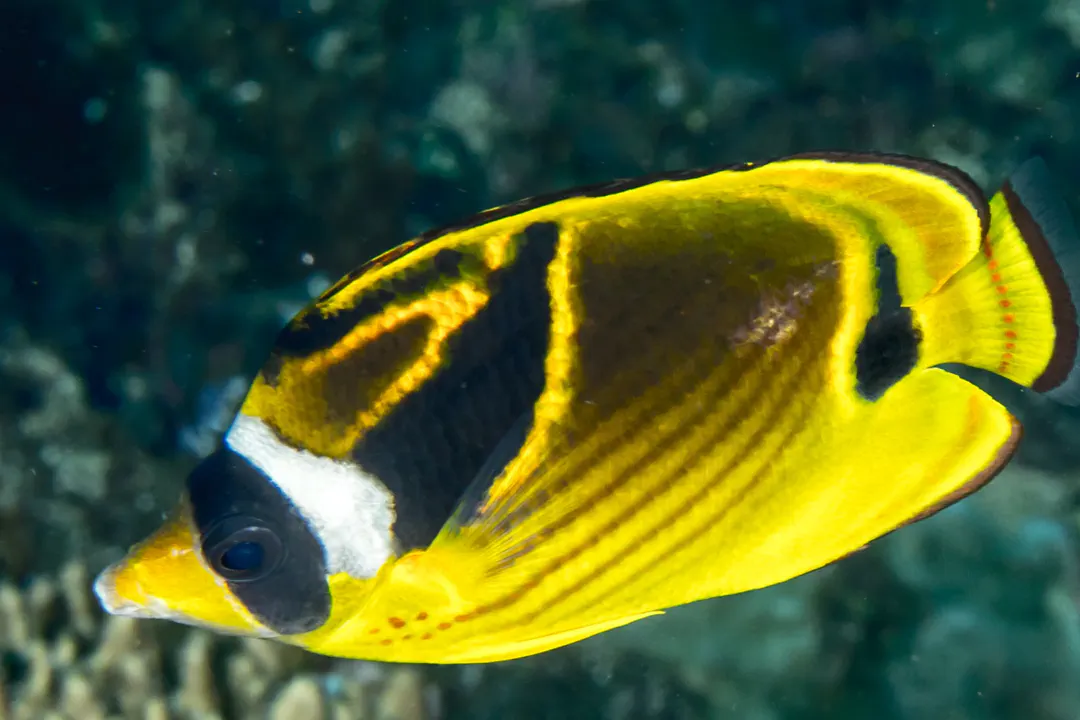 Raccoon Butterflyfish (Chaetodon lunula)