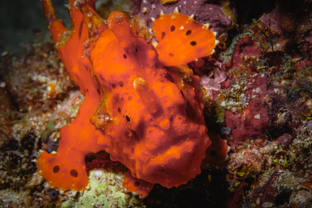 Warty Frogfish (orange) (Antennarius maculatus)