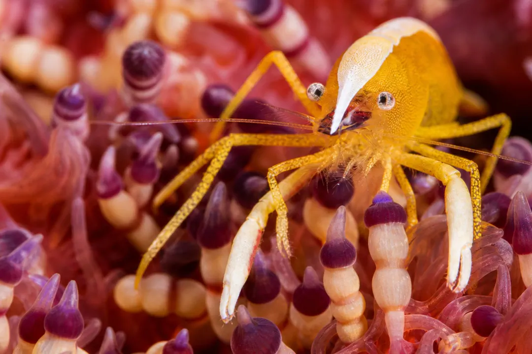 Brock's Urchin Shrimp