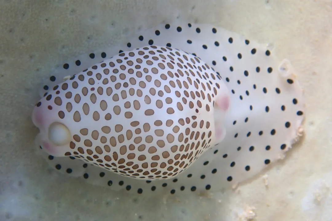 Little Egg Cowry