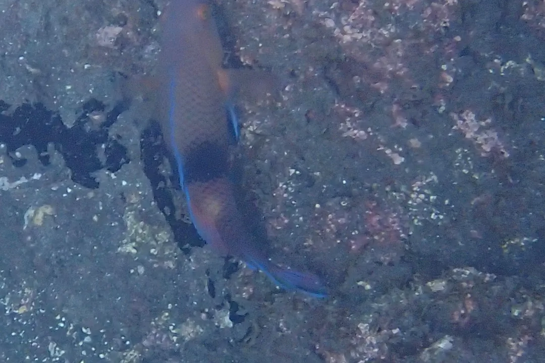 Blackbar Hogfish