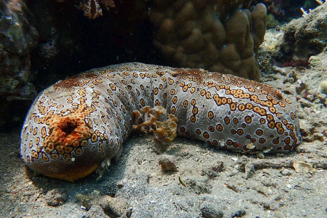 Leopard Sea Cucumber
