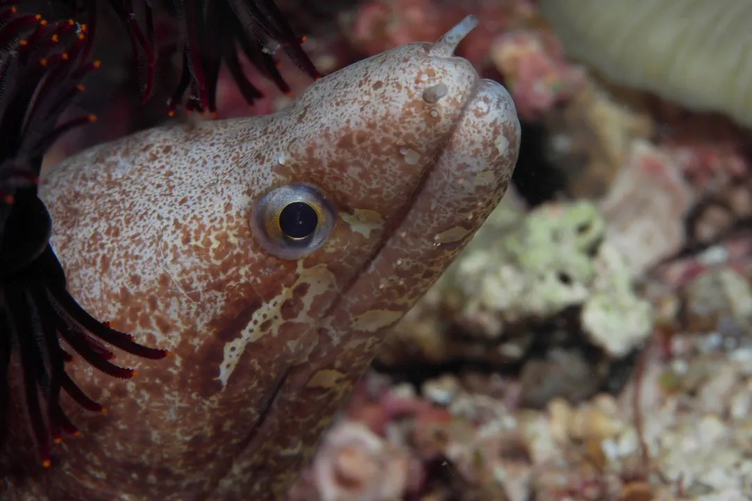 Barred-fin Moray