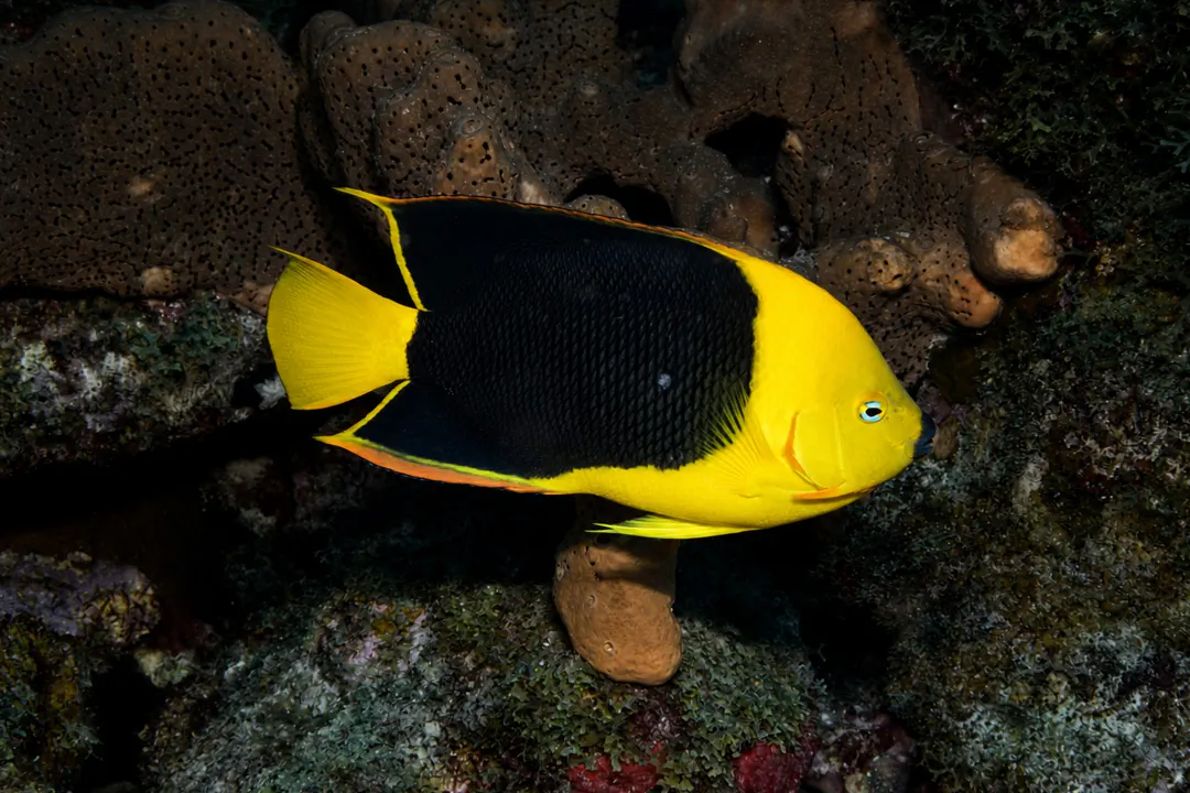 Rock Beauty (Holacanthus tricolor)