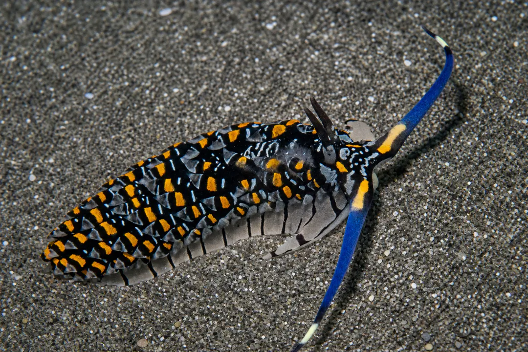 Ambon Cerberilla