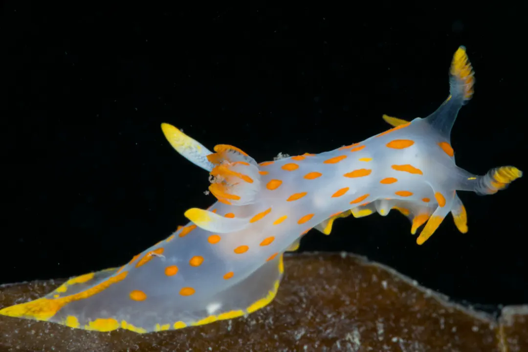 Four-Lined Polycera