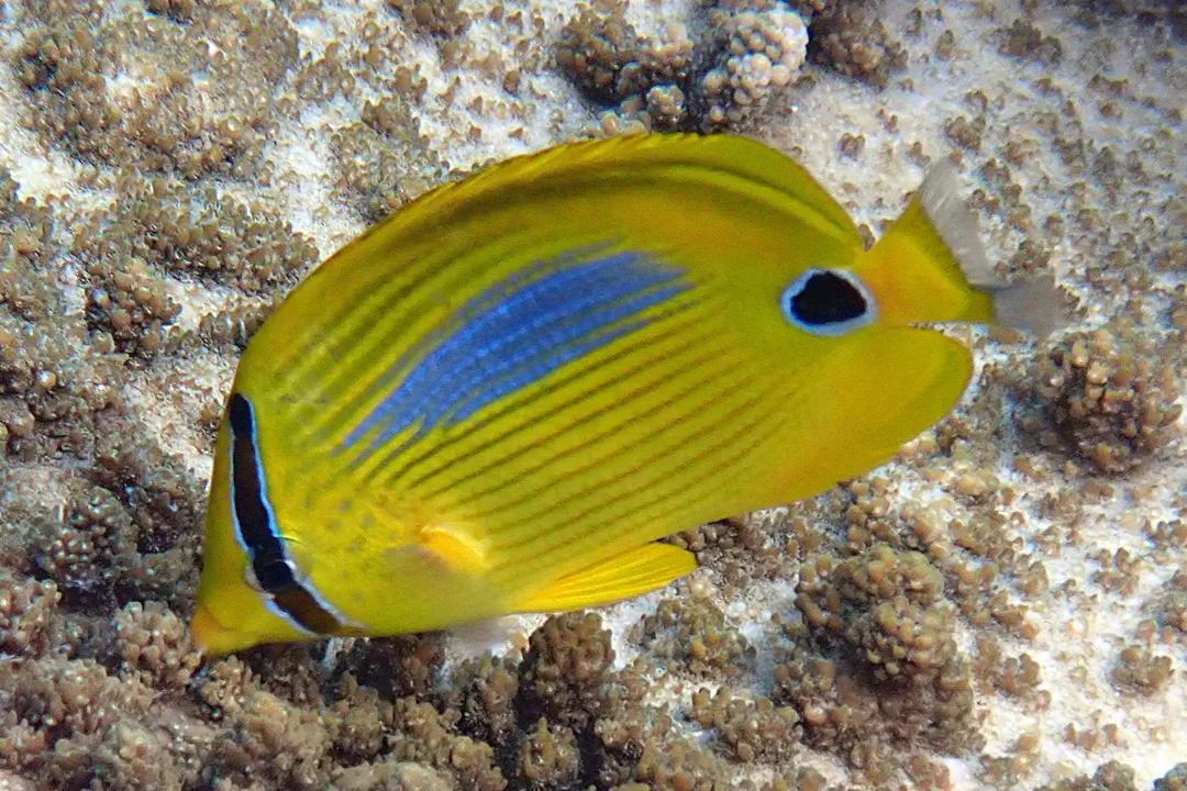 Bluespot Butterflyfish