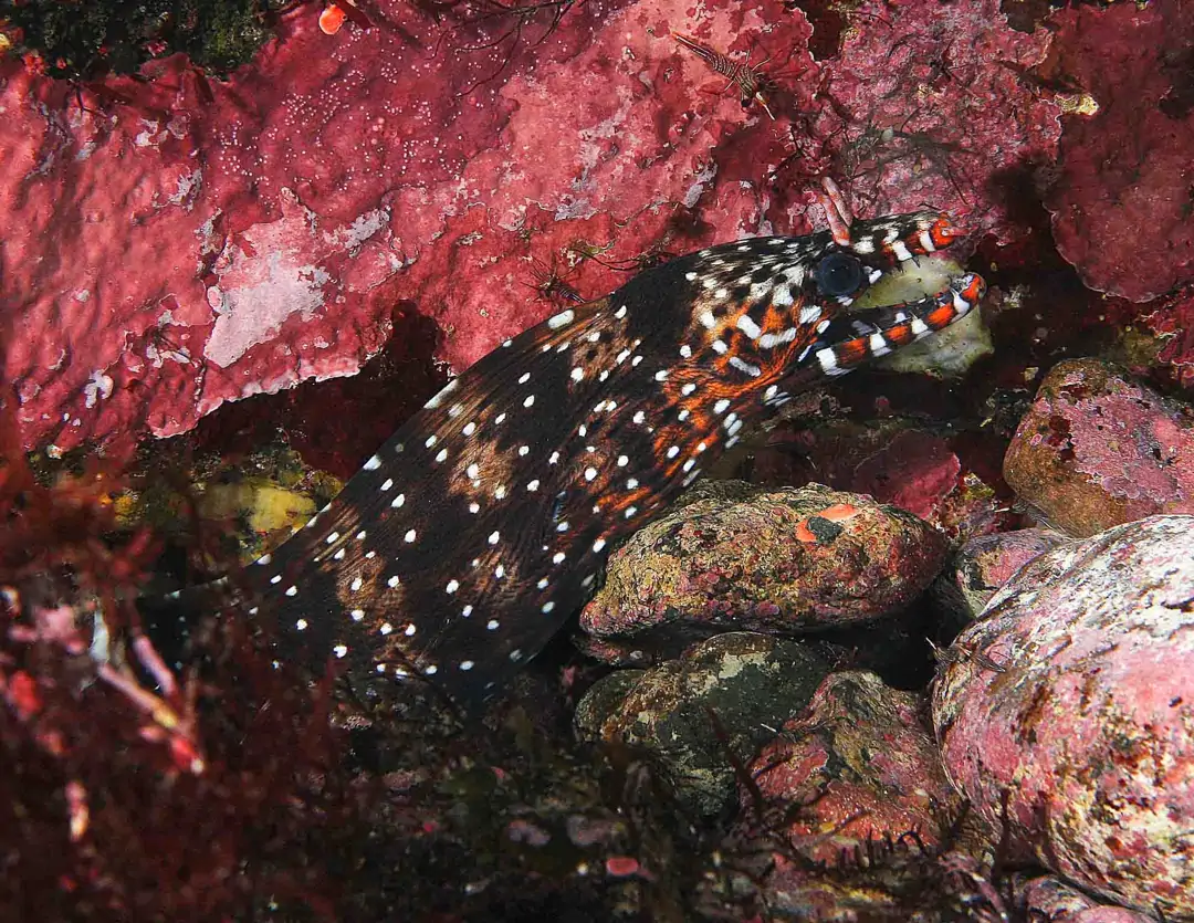 Seabook: Dragon Moray