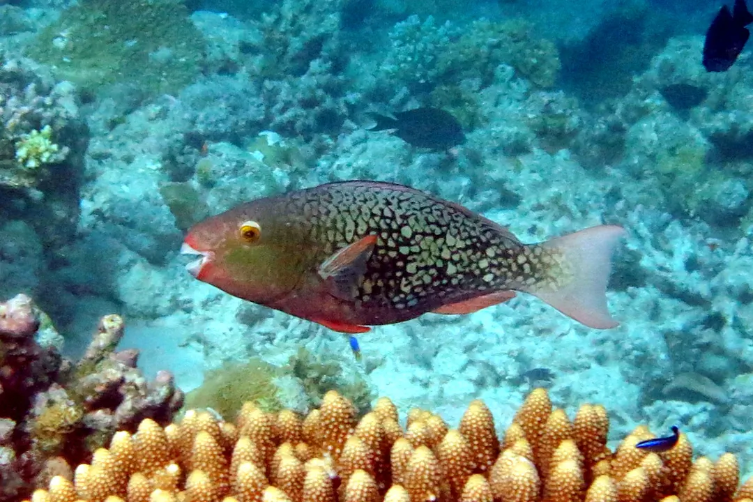 Ember Parrotfish (female) (Scarus rubroviolaceus)