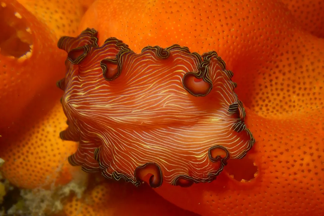 Brilliant flatworm